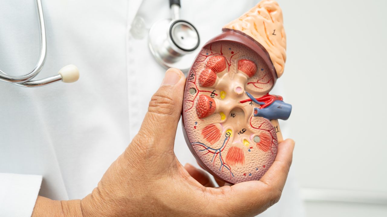 The Human Kidney: Anatomy, Physiology, and Clinical Significance